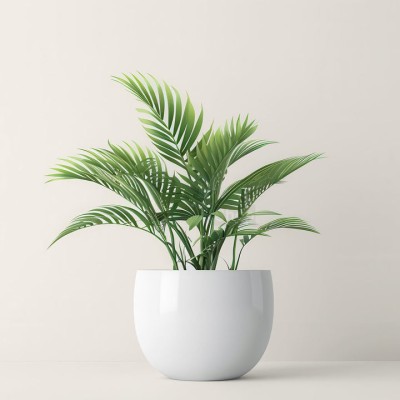 Пальма величественная - купить в Кукуевке