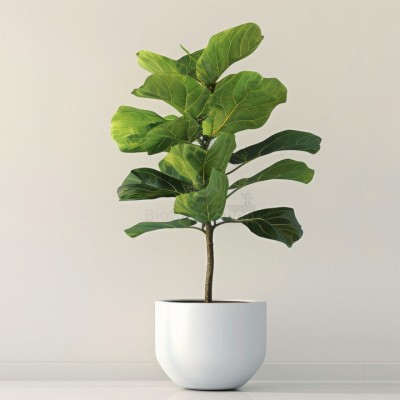 Монстера крупнолистная XXL - купить в Кукуевке