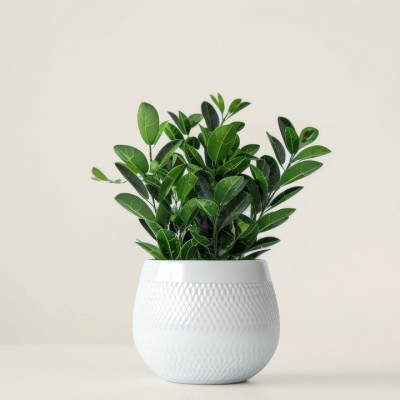 ZZ-растение - купить в Кукуевке